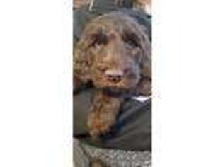 Labradoodle Puppy for sale in Winder, GA, USA