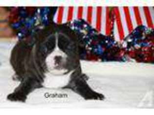 French Bulldog Puppy for sale in DENISON, TX, USA