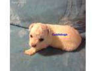 Bichon Frise Puppy for sale in New Albany, MS, USA
