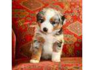 Miniature Australian Shepherd Puppy for sale in Troy, SC, USA