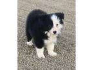 Border Collie Puppy for sale in White City, OR, USA