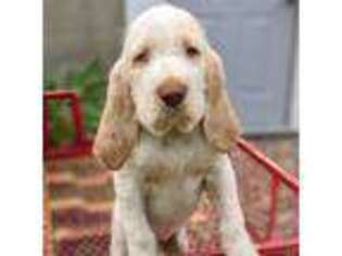 Spinone Italiano Puppy for sale in Le Roy, MN, USA