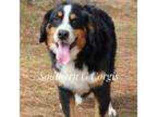 Bernese Mountain Dog Puppy for sale in Stedman, NC, USA