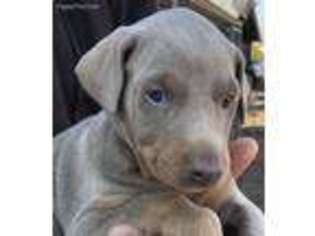 Doberman Pinscher Puppy for sale in Lindsay, CA, USA