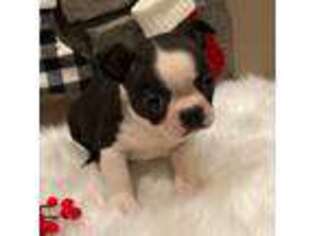 Boston Terrier Puppy for sale in Riverhead, NY, USA