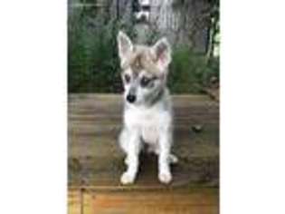 Alaskan Klee Kai Puppy for sale in Republic, MO, USA