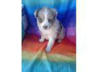 Australian Shepherd Puppy for sale in Burlington, NC, USA