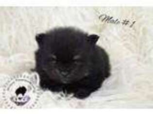 Pomeranian Puppy for sale in Pilot Hill, CA, USA