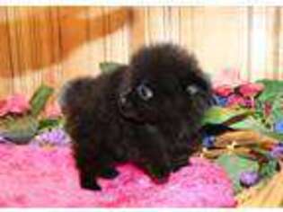 Mutt Puppy for sale in Colville, WA, USA