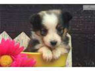 Shetland Sheepdog Puppy for sale in Oklahoma City, OK, USA