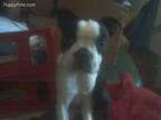 Boston Terrier Puppy for sale in Brady, TX, USA