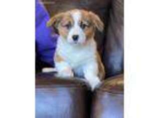 Pembroke Welsh Corgi Puppy for sale in Muscatine, IA, USA