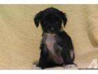 Mutt Puppy for sale in ROGERS CITY, MI, USA