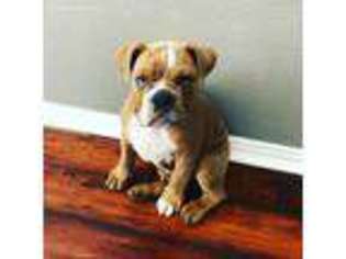 Bulldog Puppy for sale in The Colony, TX, USA