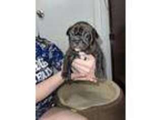 French Bulldog Puppy for sale in Waco, TX, USA