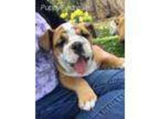 Bulldog Puppy for sale in Grayslake, IL, USA