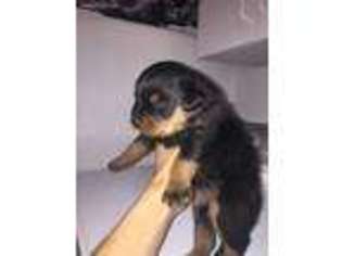 Rottweiler Puppy for sale in Burlington, VT, USA