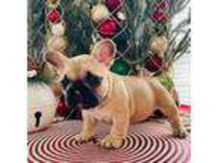 French Bulldog Puppy for sale in Poplarville, MS, USA