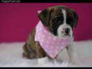 Bulldog Puppy for sale in Oak Creek, WI, USA