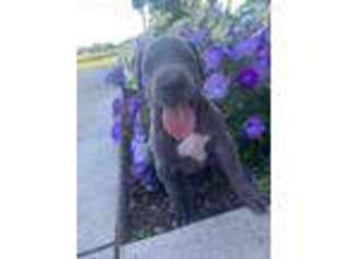 Great Dane Puppy for sale in Wakarusa, IN, USA