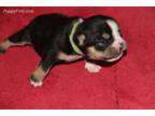 Miniature Bulldog Puppy for sale in Tucson, AZ, USA