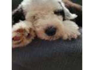 Old English Sheepdog Puppy for sale in Havelock, NC, USA
