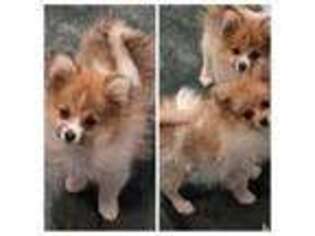 Pomeranian Puppy for sale in Grants Pass, OR, USA