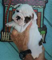 Bulldog Puppy for sale in GULF BREEZE, FL, USA