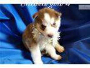 Siberian Husky Puppy for sale in Ocala, FL, USA