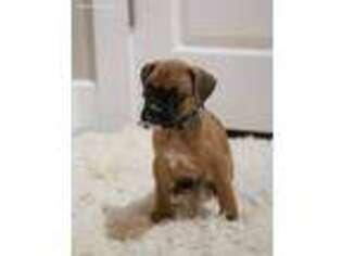 Boxer Puppy for sale in Lott, TX, USA