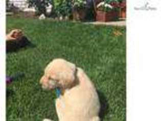 Labrador Retriever Puppy for sale in Lewiston, ID, USA