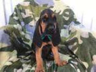 Bloodhound Puppy for sale in Narvon, PA, USA