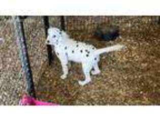 Dalmatian Puppy for sale in Cincinnati, OH, USA