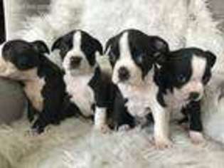 Boston Terrier Puppy for sale in Winter Springs, FL, USA