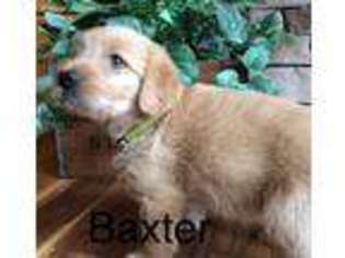 Labradoodle Puppy for sale in Brunswick, MO, USA