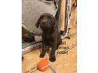 Labrador Retriever Puppy for sale in Due West, SC, USA