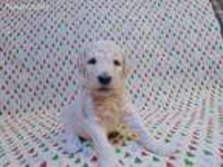 Mutt Puppy for sale in Gaithersburg, MD, USA