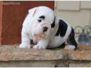 Bulldog Puppy for sale in Floyds Knobs, IN, USA