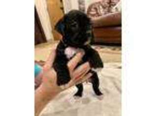 Boxer Puppy for sale in Byron, CA, USA