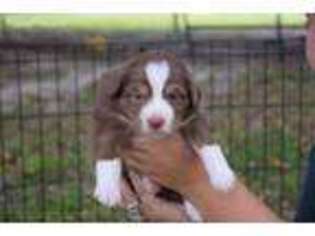 Miniature Australian Shepherd Puppy for sale in Groveton, TX, USA