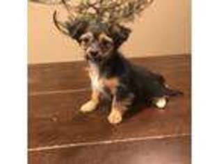 Chorkie Puppy for sale in Bluffton, IN, USA