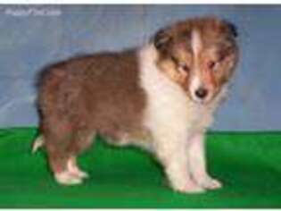 Shetland Sheepdog Puppy for sale in Coopersburg, PA, USA