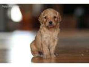 Goldendoodle Puppy for sale in Champaign, IL, USA