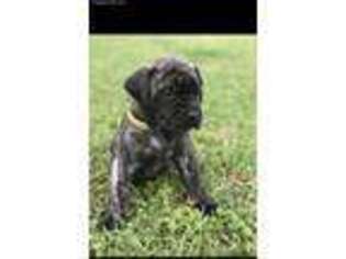 Mastiff Puppy for sale in Moncks Corner, SC, USA