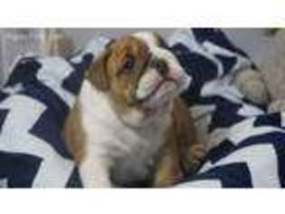 Bulldog Puppy for sale in Pulaski, WI, USA