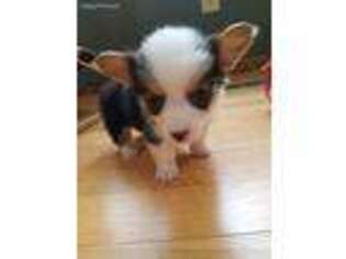Pembroke Welsh Corgi Puppy for sale in Rock Valley, IA, USA