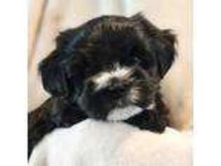 Mutt Puppy for sale in Orting, WA, USA