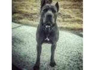 Cane Corso Puppy for sale in Odessa, TX, USA