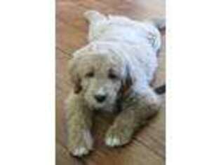 Goldendoodle Puppy for sale in Durham, NC, USA