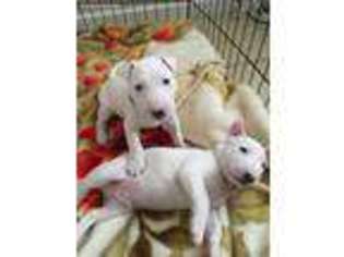 Bull Terrier Puppy for sale in Vallejo, CA, USA